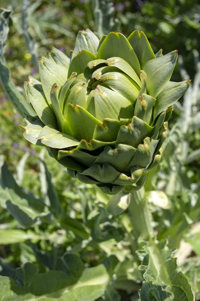 Campo de alcachofa. Planta de alcachofa que crece en huerta. Ur. — Foto de Stock