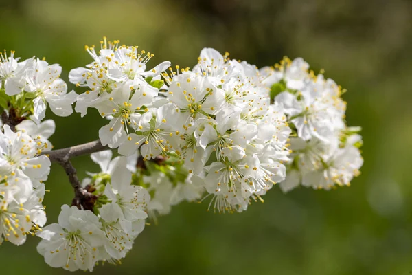 Zelená švestka květ v přírodě, jarní sezóny. — Stock fotografie