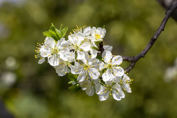 Zelená švestka květ v přírodě, jarní sezóny. — Stock fotografie