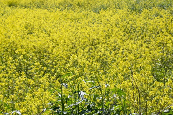 Frühling blühende gelbe Senfblüten. izmir / truthahn — Stockfoto