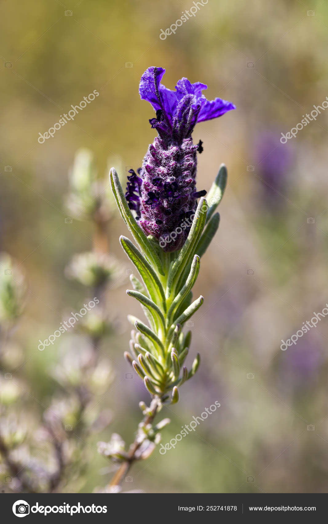 Beautiful Lavenders Blooming Lavandula Stoechas French Lavende Stock Photo C Esindeniz 252741878