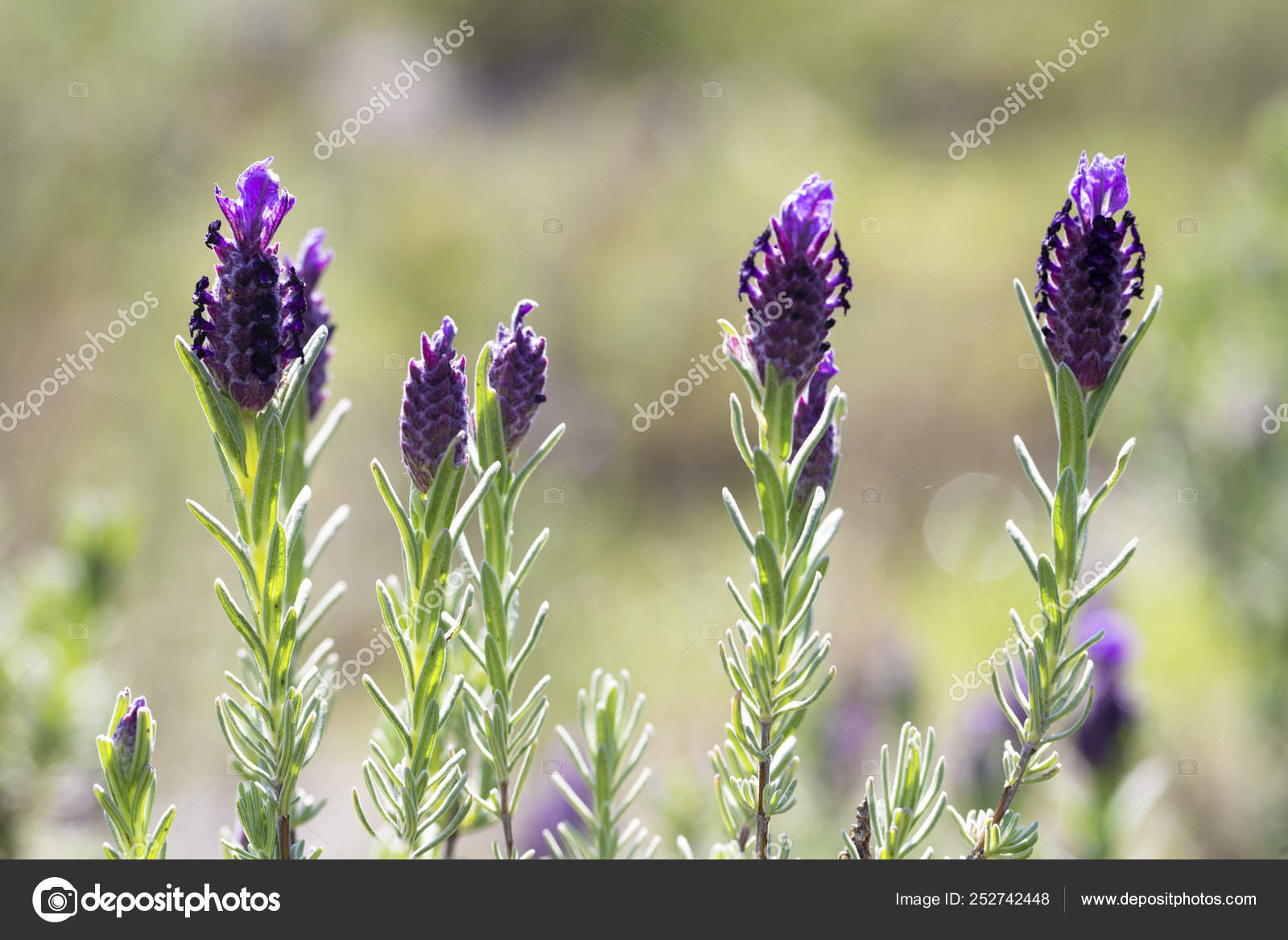 Beautiful Lavenders Blooming Lavandula Stoechas French Lavende Stock Photo C Esindeniz 252742448