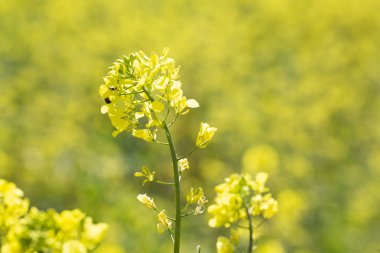 Sarı hardal çiçek çiçek açan bahar zamanı. Izmir / Türkiye