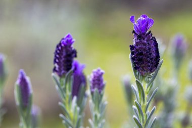 Güzel lavantalar çiçeklenme. Lavandula stoechas (Fransız lavende
