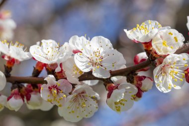 Kayısı ağacı çiçek yumuşak odak. Üzerinde beyaz çiçekler bahar bir 