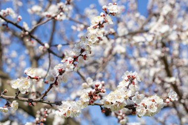 Kayısı ağacı çiçek yumuşak odak. Üzerinde beyaz çiçekler bahar bir 