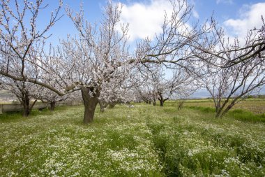 Kayısı ağacı çiçek yumuşak odak. Üzerinde beyaz çiçekler bahar bir 