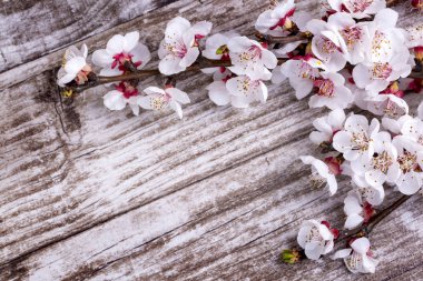 Kayısı ağacı çiçek ahşap arka plan üzerinde