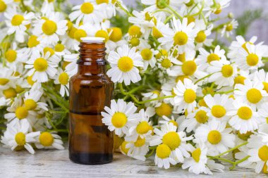 Esans taze papatya çiçeği, cam şişe içinde beau