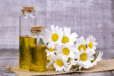 Esans taze papatya çiçeği, cam şişe içinde beau