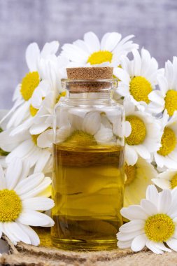 Esans taze papatya çiçeği, cam şişe içinde beau