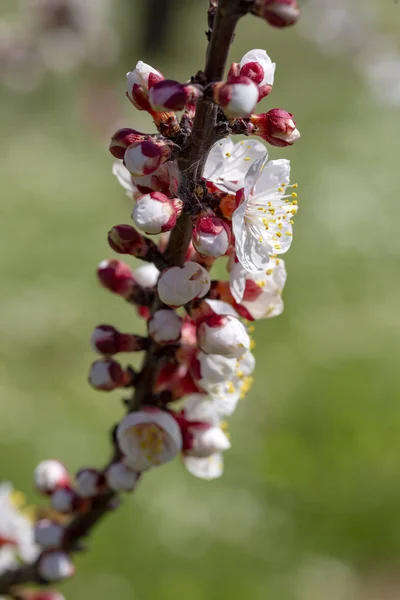 Meruňkový strom květiny s rozostřený. Jarní bílé květy na — Stock fotografie