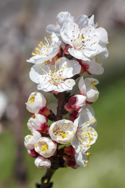 Flores de albaricoque con enfoque suave. Primavera flores blancas en un — Foto de Stock