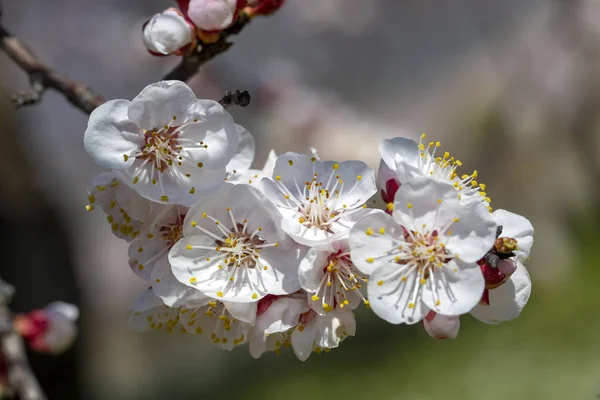 Flores de damasco com foco suave. Flores brancas de primavera em um — Fotografia de Stock