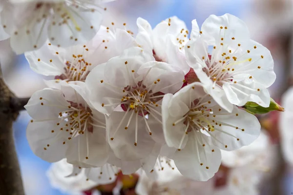Meruňkový strom květiny s rozostřený. Jarní bílé květy na — Stock fotografie