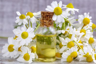 Esans taze papatya çiçeği, cam şişe içinde beau
