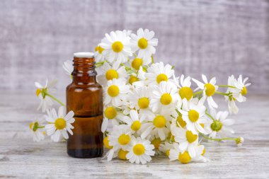 Esans taze papatya çiçeği, cam şişe içinde beau