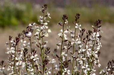 Roka çiçek. Eruca lativa bitki. Rucola çiçeği. Tarım arazileri aru