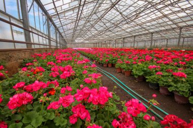 Bahçe, sera Sardunya çiçeklenir. Renkli çiçekler.