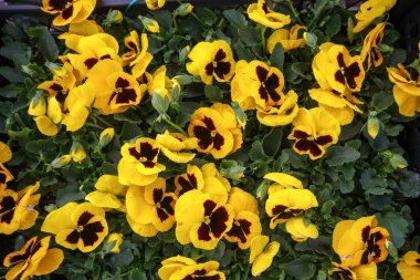 Viola üç renkli çiçek, sarı çiçek sera içinde.