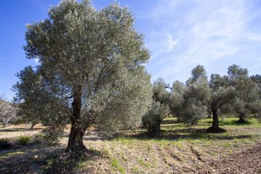 Yeşil zeytin ağacı. Urla / Izmir / Türkiye. Tarım kavramı pho