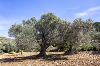 Yeşil zeytin ağacı. Urla / Izmir / Türkiye. Tarım kavramı pho