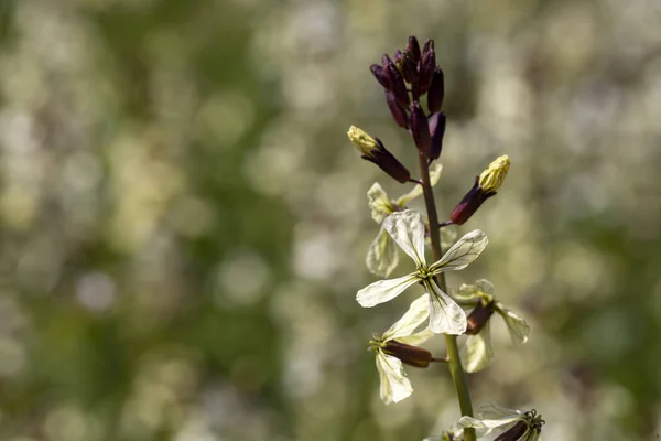 Flor de Arugula. Planta Eruca lativa. Flor de rúcula. Terras agrícolas — Fotografia de Stock
