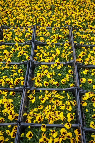 Viola flor tricolor, flor amarela em estufa . — Fotografia de Stock