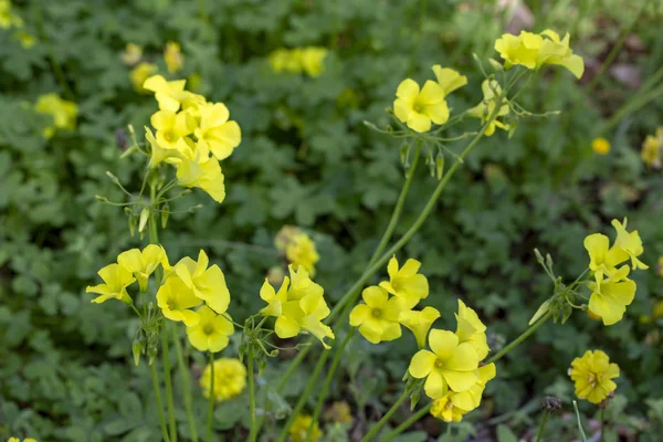 Scientific name is Oxalis pes-caprae（Oxalis cernua）.English — Fotografie, imagine de stoc