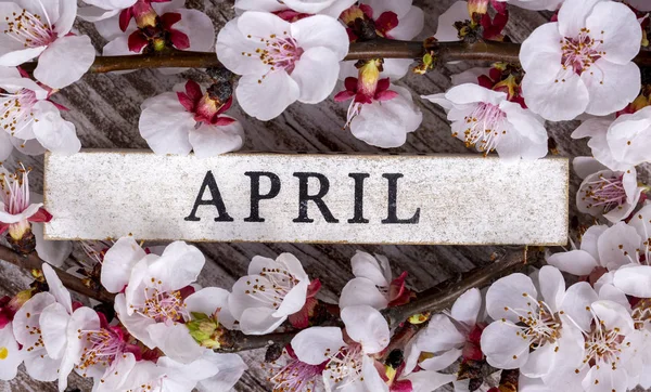 Aprikosträd blossom och april skriver på trä bakgrund — Stockfoto