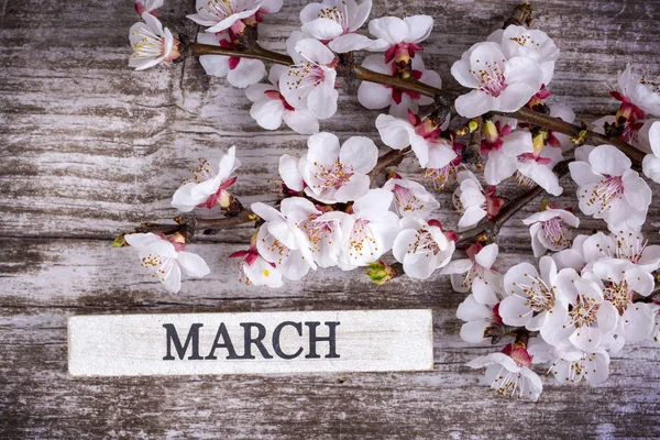Aprikosträd blossom och mars skriva på trä bakgrund — Stockfoto