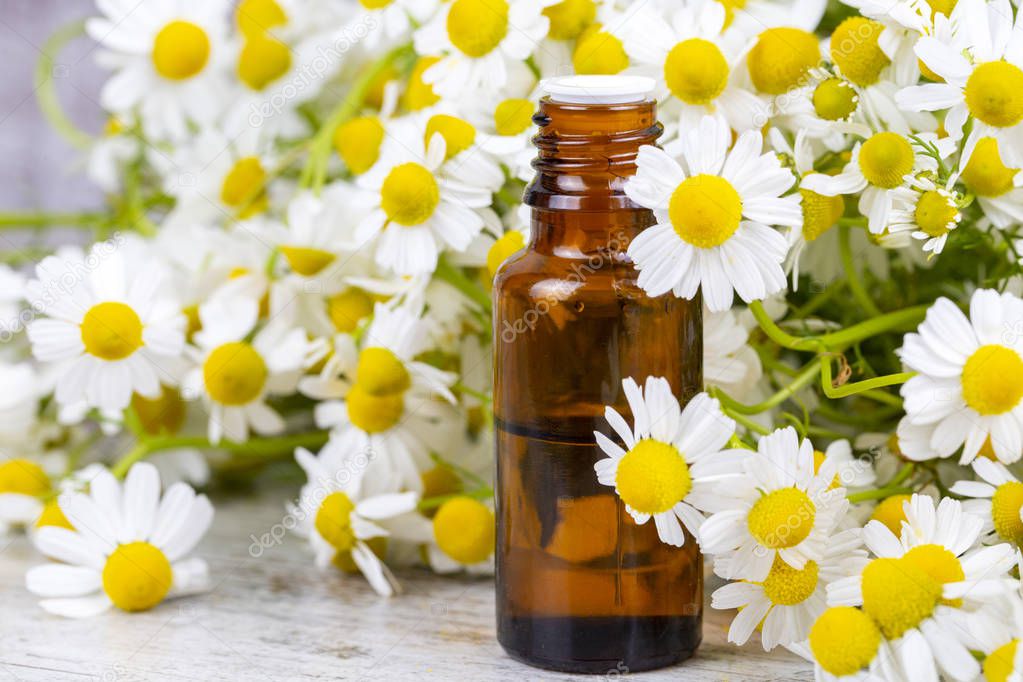 Essential oil in glass bottle with fresh chamomile flowers, beau