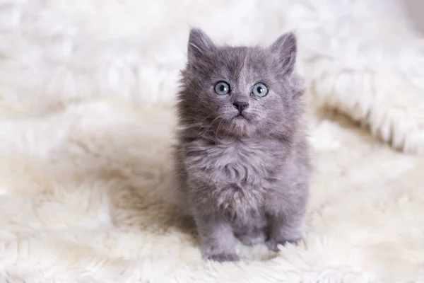 Animal de compañía; gatito lindo gato gris interior —  Fotos de Stock