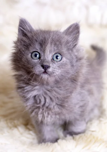 Animal de compañía; gatito lindo gato gris interior —  Fotos de Stock