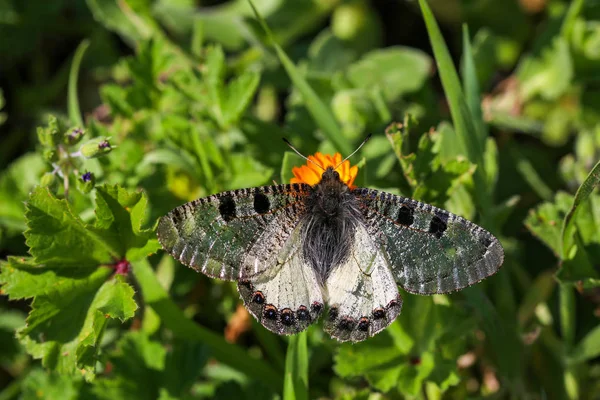Метелик в природі (архонт apollinus), Ізмір / Туреччина — стокове фото