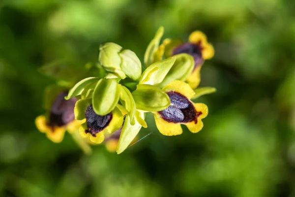 Wild orchid flower, ophrys lutea, Izmir / Turkey — Stock Photo, Image