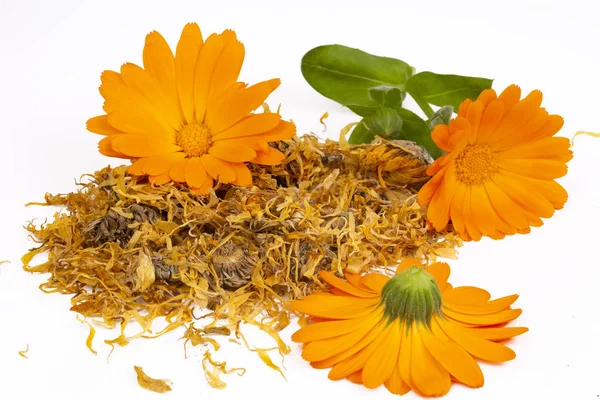 Świeże i suszone calendula officinalis ziołowe kwiaty — Zdjęcie stockowe