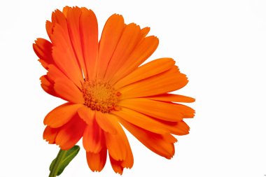 Calendula officinalis. Kadife çiçeği çiçek izole yaprak ile 