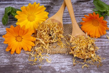 Taze ve kuru calendula officinalis bitkisel çiçekler