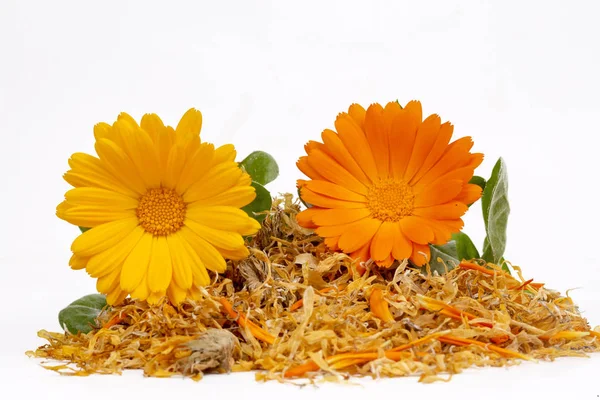 Fresh and dried calendula officinalis herbal flowers — Stock Photo, Image