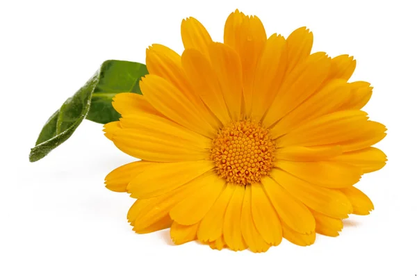 Calendula officinalis. Körömvirág virág, levél, elszigetelt — Stock Fotó