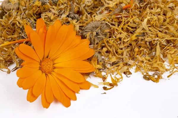 Friss és szárított calendula officinalis növényi virágok — Stock Fotó