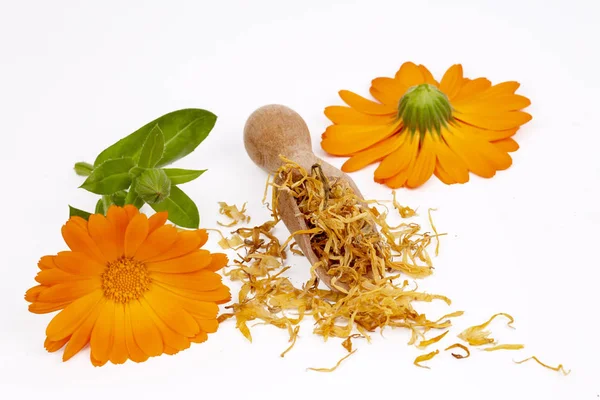 Taze ve kuru calendula officinalis bitkisel çiçekler — Stok fotoğraf