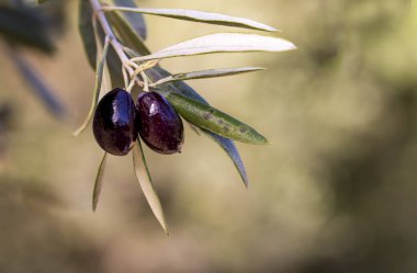 Zeytin dalı ve ağaç, hasat için hazır 