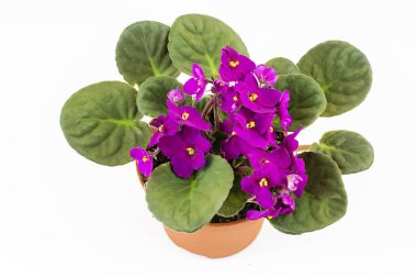 Afrika Menekşe Pa bilinen Menekşe Saintpaulias çiçek