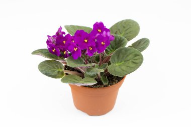 Afrika Menekşe Pa bilinen Menekşe Saintpaulias çiçek