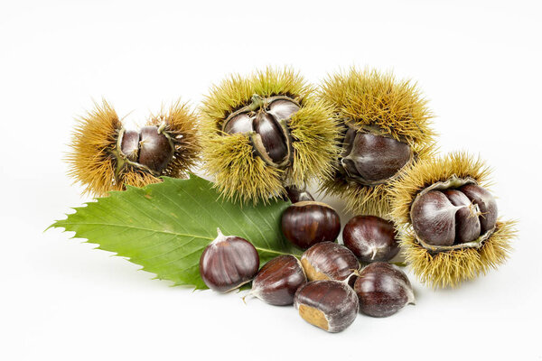 Organic chestnuts food isolated on white background