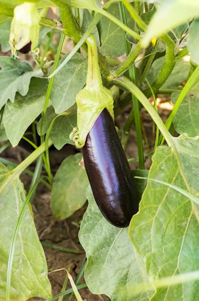 Berenjena en el jardín. Berenjena fresca ecológica vegetal . — Foto de Stock