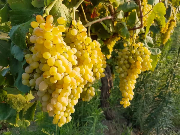 Grapes field, vineyard (Turkey Izmir Buca vineyard) — Stock Photo, Image