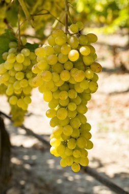 Üzüm tarlası, bağ (Türkiye İzmir Buca bağı) 